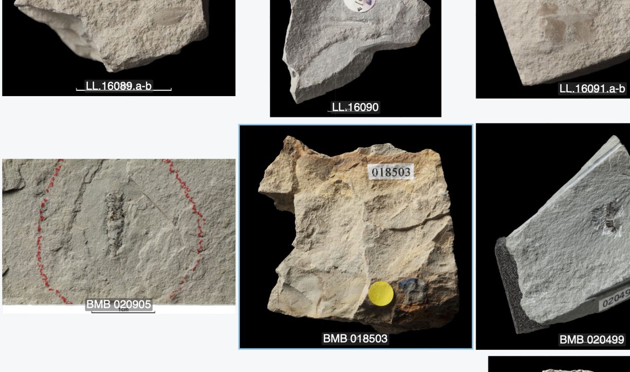 BGS Macrofossils in SuAVE