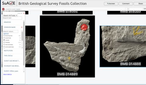 BGS Macrofossils in SuAVE