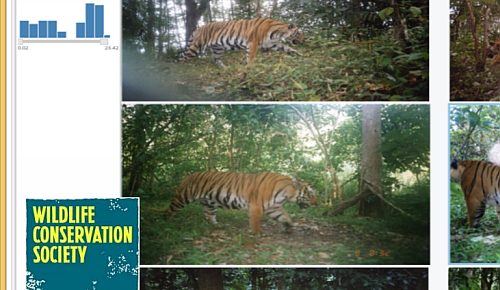 Camera trap wildlife images in SuAVE